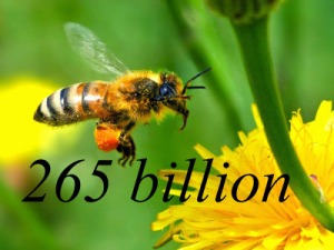 honey-bee-pollinating1